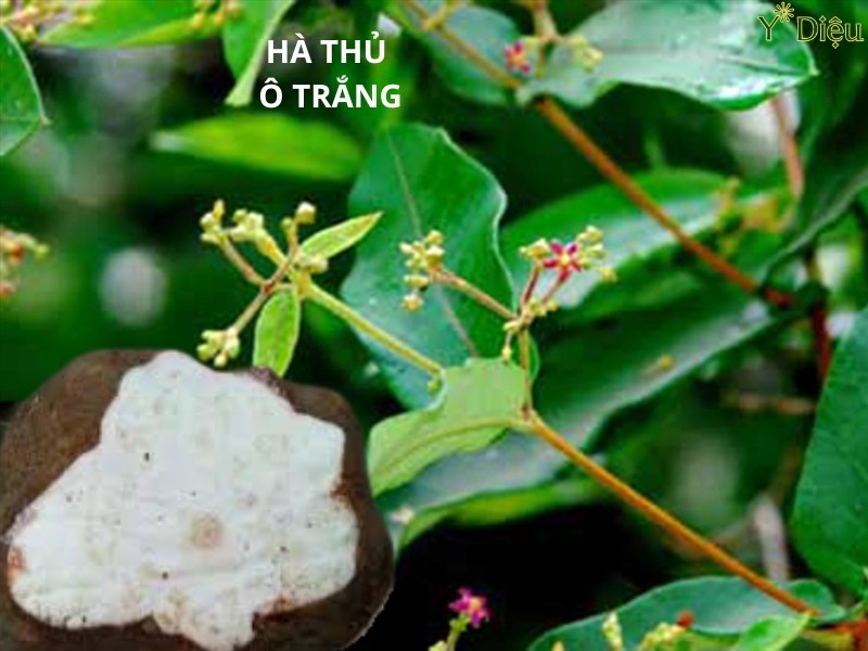 Hà thủ ô trắng còn có tác dụng bảo vệ gan và cải thiện hệ miễn dịch